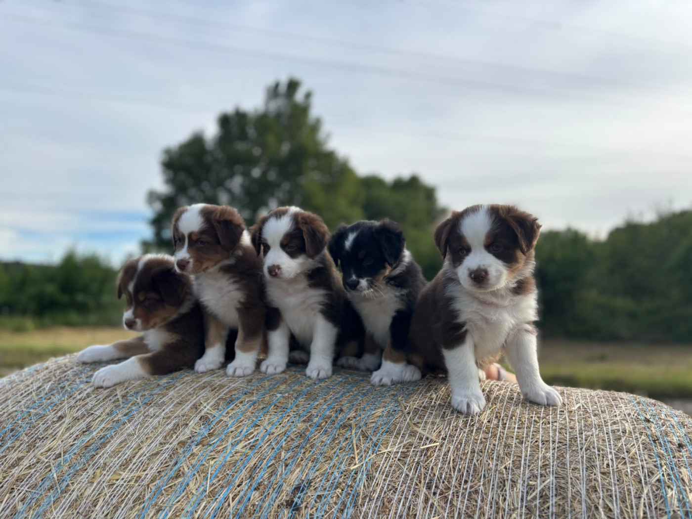 Chiot Berger Australien La Vallée De Layka