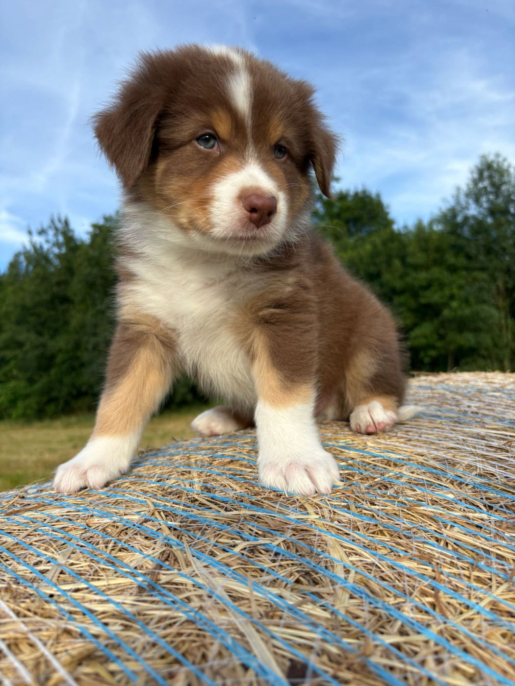 La Vallée De Layka - Chiots disponibles - Berger Australien