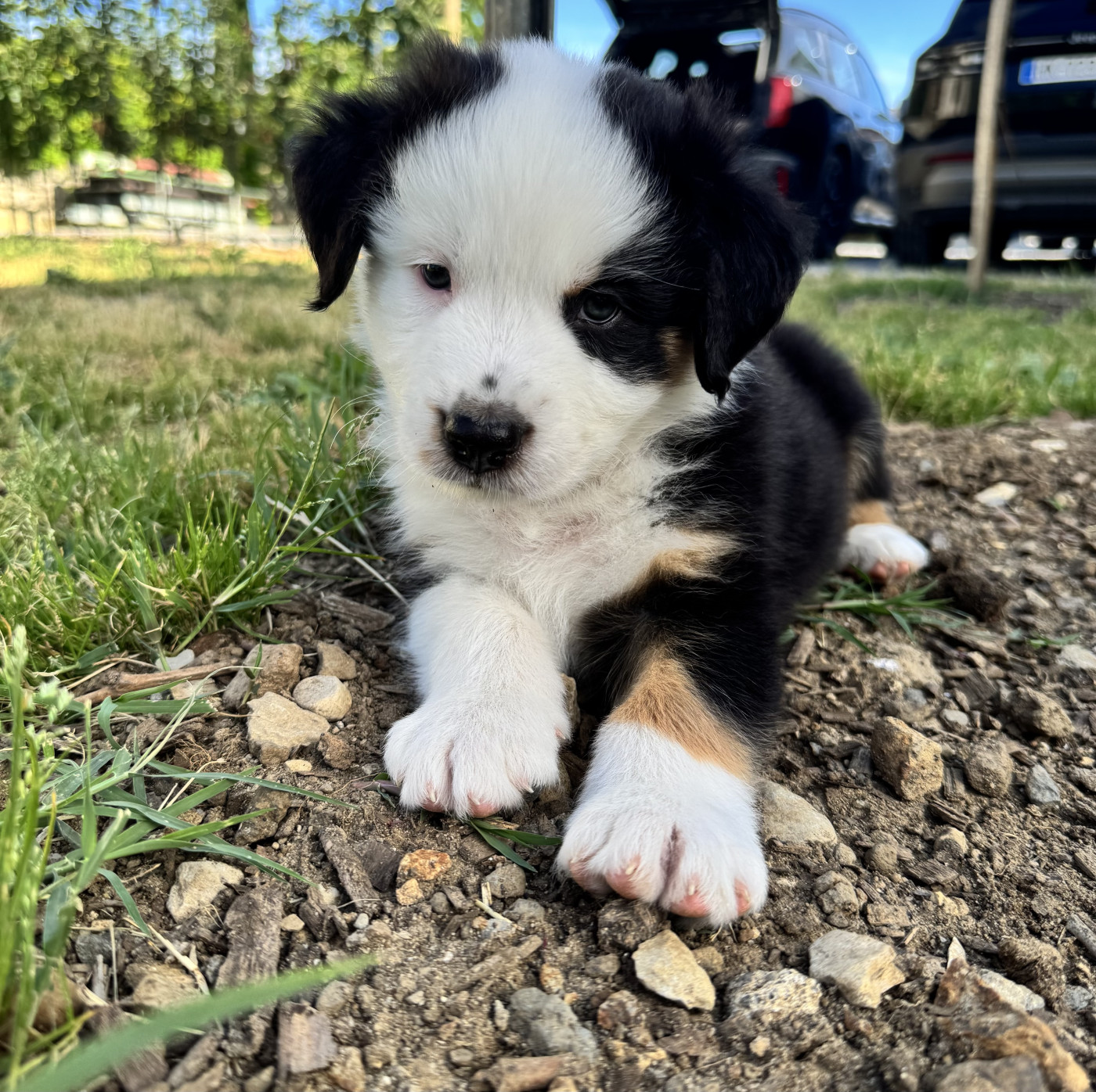 La Vallée De Layka - Chiots disponibles - Berger Australien