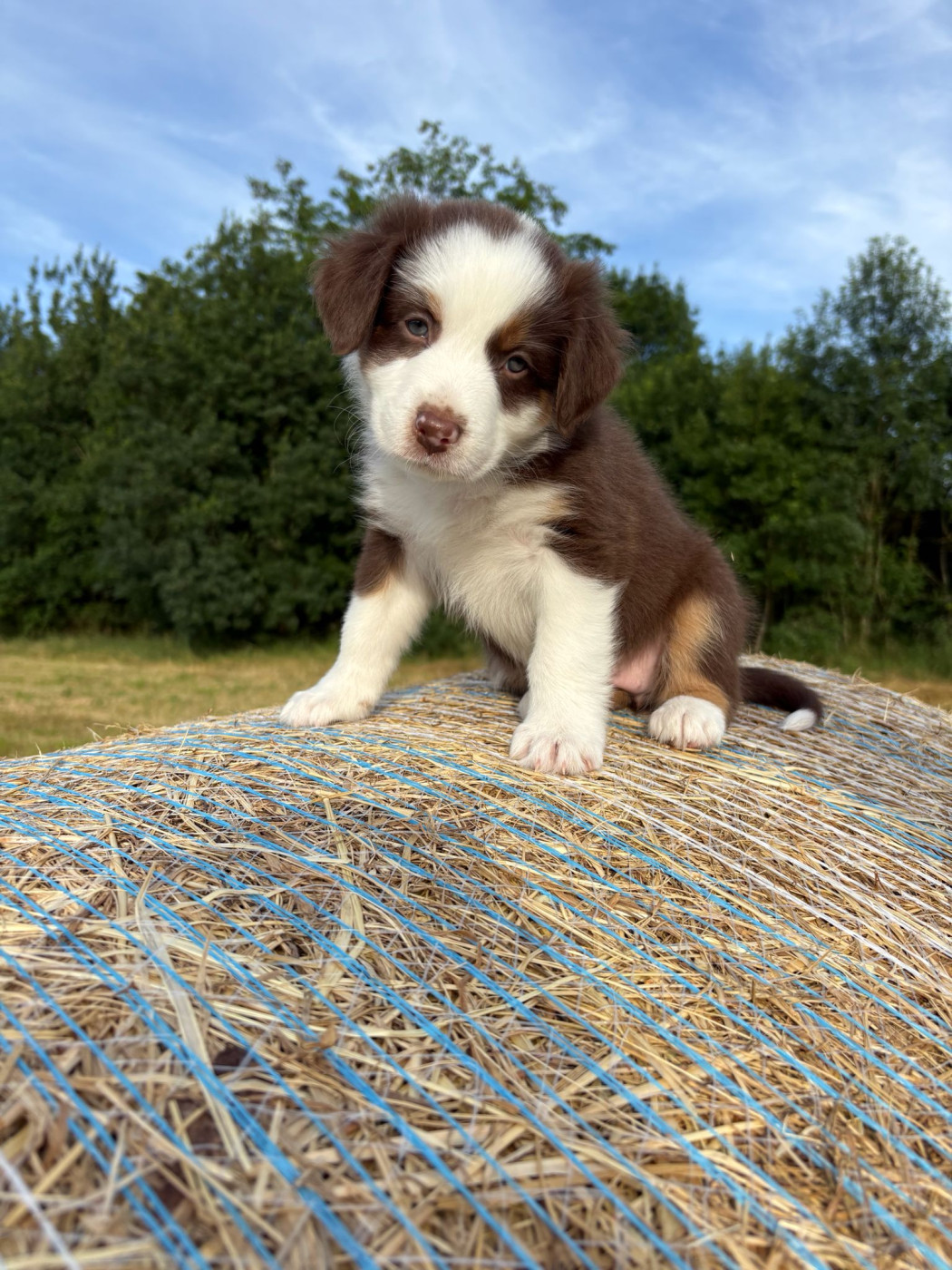 La Vallée De Layka - Chiots disponibles - Berger Australien