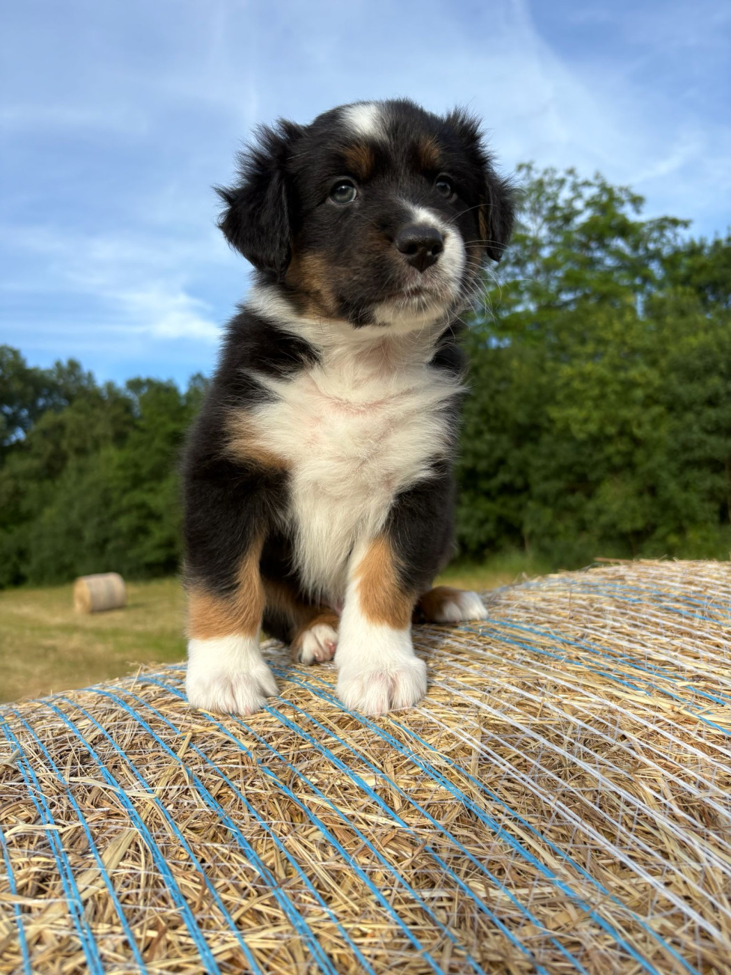 La Vallée De Layka - Chiots disponibles - Berger Australien