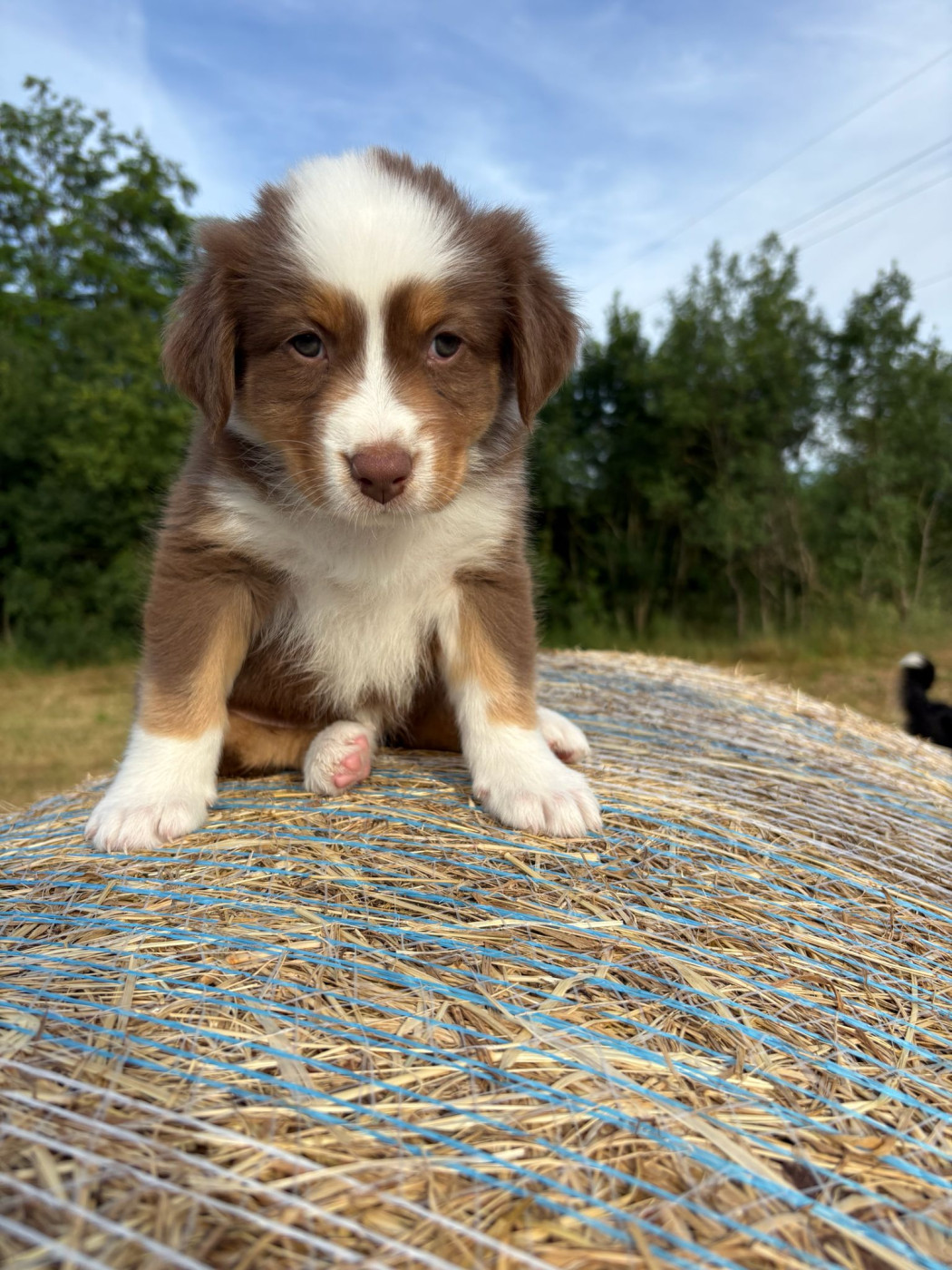 La Vallée De Layka - Chiots disponibles - Berger Australien