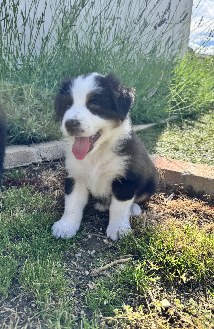 La Vallée De Layka - Chiots disponibles - Berger Australien