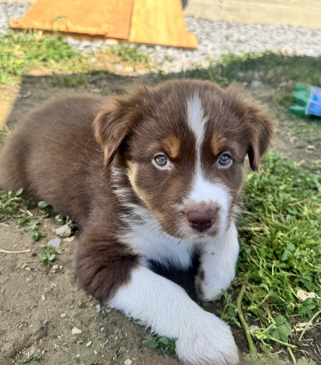 La Vallée De Layka - Chiots disponibles - Berger Australien