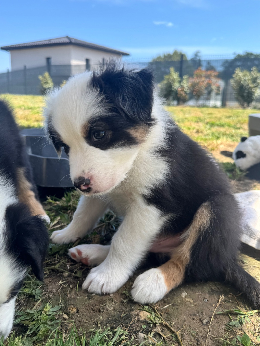 La Vallée De Layka - Chiots disponibles - Berger Australien