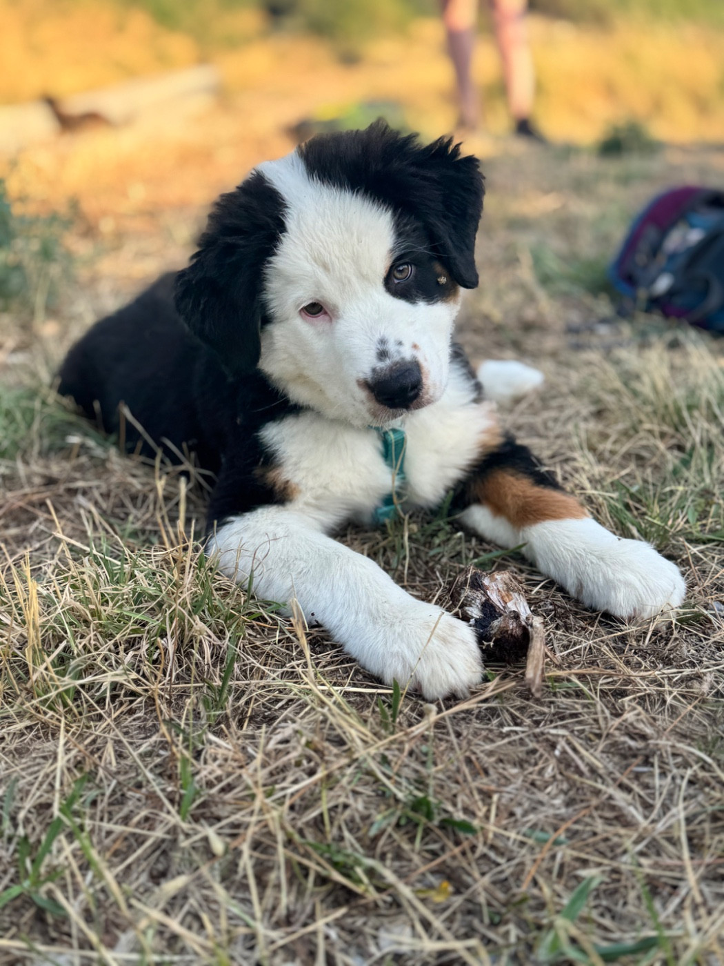 La Vallée De Layka - Chiots disponibles - Berger Australien